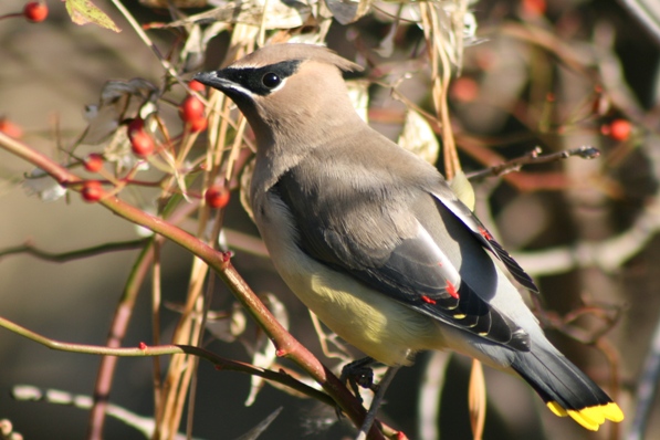 Cedar waxwings